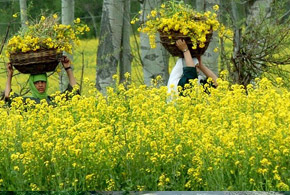 Agriculture of Jammu and Kashmir